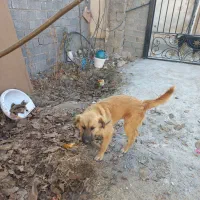 واگذاری سگ ژرمن مناسب برای نگهبانی|سگ|پردیس, کمرد|دیوار