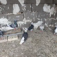 ۱۰عدد کبوتر دونه ای ۲۰۰