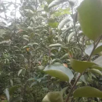 نهال خرمالو و ازگیل|گل و گیاه طبیعی|لاهیجان, لیل|دیوار