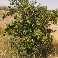 موتور آب|فروش زمین و ملک کلنگی|ارزوئیه, |دیوار