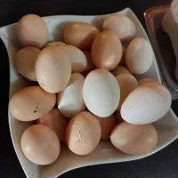 تخم مرغ محلی ارگانیک