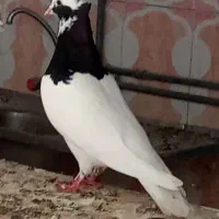 فروش رنگی درجه یک