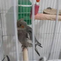 تعدادی عروس هلندی|پرنده|الیگودرز, |دیوار