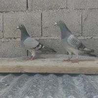 پرنده کبوتر پلاکی