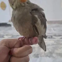 عروس هلندی ماده دستی