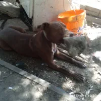 یک قلاده سگ پیت بول|سگ|اصفهان, شهرک صنعتی امیرکبیر (شاپور جدید)|دیوار