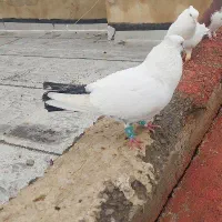 دمبی سیاه .خوشرنگ سرخ