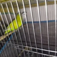 یه جفت مرغ عشق مولدبا