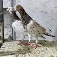 کبوتر کفتر|پرنده|اقبالیه, |دیوار