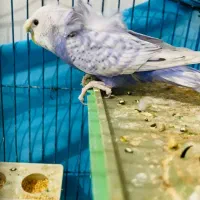 فروش مرغ عشق پروانه ای بنفش