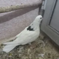 زاغ ولک لوش