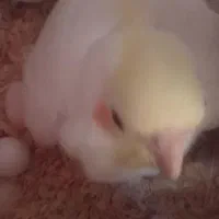 عروس هلندی معاوضه|پرنده|قدس, شهرقدس|دیوار