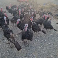 بوقلمون ارگانیک کیلویی زنده ۳۹۰ت