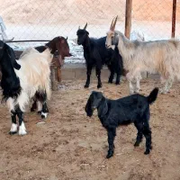 بز کهره دار و آبستن|حیوانات مزرعه|شیراز, کلاهدوز|دیوار