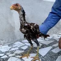 جوجه خروس لاری