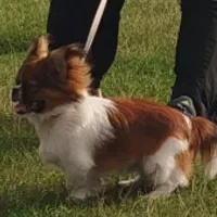 سگ نژاد پیکینیز|سگ|آستارا, |دیوار