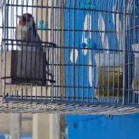 سهره دو رگ سر سیاه