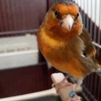 سهره قناری سرخ «لر»