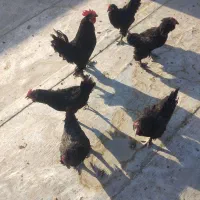 مرغ و خروس مرندی
