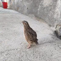 استخدام کارگر مرغداری