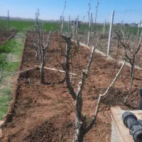 هرس کاری وبیل زنی و گل کاری و گیاه کاری|خدمات باغبانی و درختکاری|هشتگرد, قاسم آباد بزرگ|دیوار