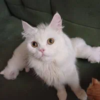 پیشی 4 ماهه|گربه|بندر انزلی, آخرخط|دیوار