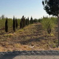 باغ بادام ۵ ساله با مجوز گلخانه|فروش زمین و ملک کلنگی|تهران, نازیآباد|دیوار