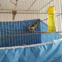 قناری نر چهاردانگ