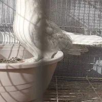 کبوتر زینتی تزئینی لاهوری الماسی|پرنده|اصفهان, سرشبادران|دیوار