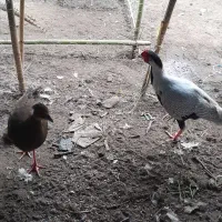 پرنده سیلور مولد