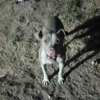 واگزاری سگ پیتبول