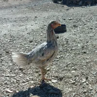 لاری|حیوانات مزرعه|سربیشه, |دیوار