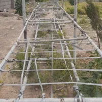 طبقات  گانوانیزه تولید قارچ