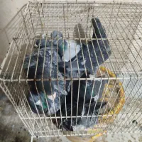 8 عدد نر آلمانی 1 عدد نر مگس دورگ