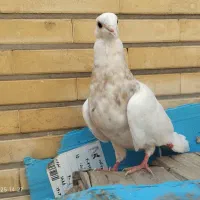 طوقی|پرنده|اصفهان, سودان|دیوار
