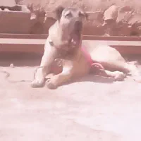 سگ سرابی|سگ|بهار, |دیوار