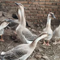 قوغاز