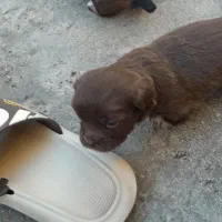 سگ پاکوتاه|سگ|اسلامآباد غرب, |دیوار