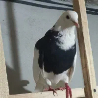 یک جفت طوقی|پرنده|رزن, |دیوار