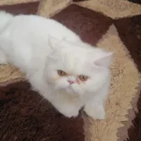 گربه پرشین اصیل