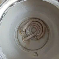 سماور برقی ۵ لیتری در حد نو|سماور، چای‌ساز، قهوه‌ساز|پردیس, فاز ۳|دیوار