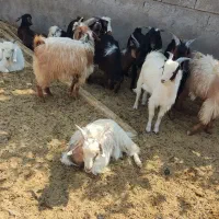 29عدد کهره نر پلوار شده|حیوانات مزرعه|بهبهان, |دیوار