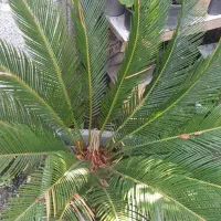 حیاط خونتو زیبا کن