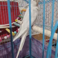 عروس هلندی نر آلبینو درشت کشیده