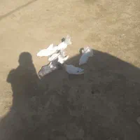 کبوتر آماده تخم گذاری|پرنده|لردگان, |دیوار