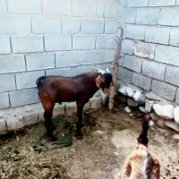 فروشی...رودخانه