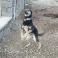 سگ دوبرمن|سگ|کرمانشاه, |دیوار