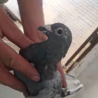 کفتر شهرستانی|پرنده|ری, حمزهآباد|دیوار