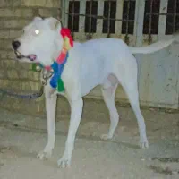 واگذاری بولی کوتاه