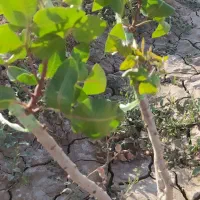 پیوند درخت پسته